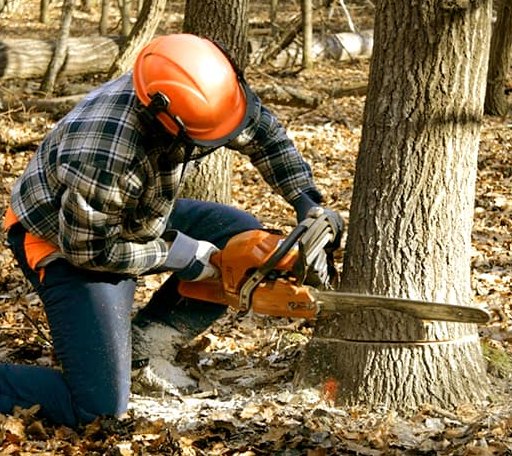Tree Removal in Stratford, OK